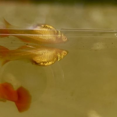 AFR - Albino Full Red semi adult pair