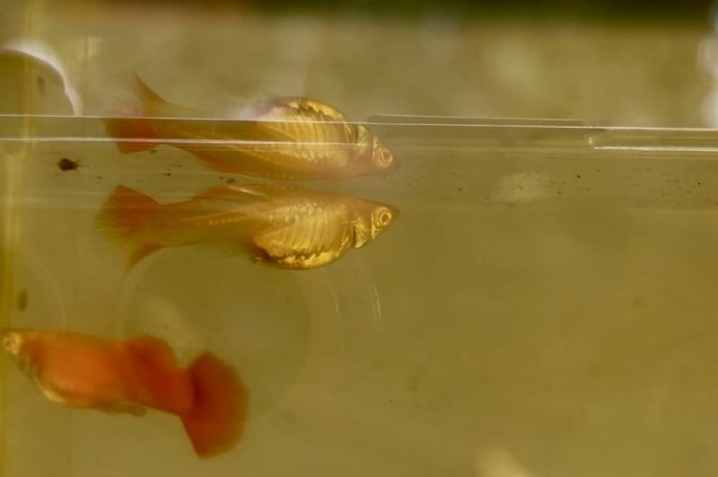 AFR - Albino Full Red semi adult pair