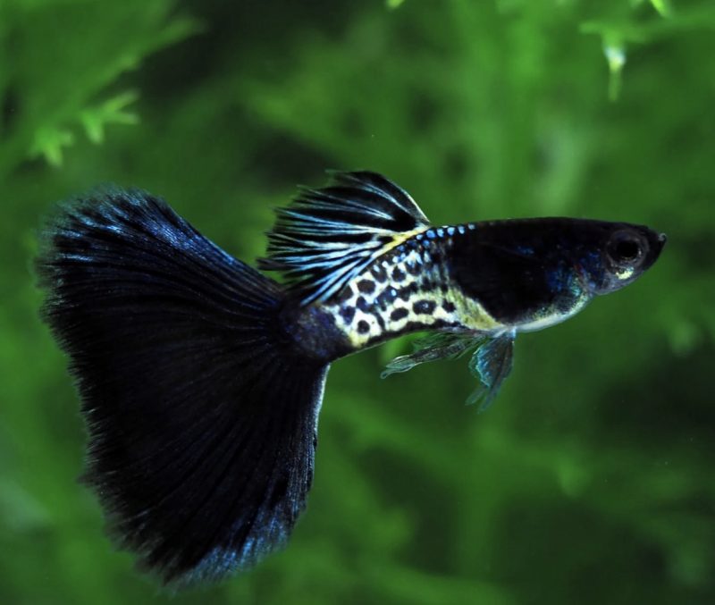 Blue metal galaxy, Dark blue galexy guppy in Bangalore