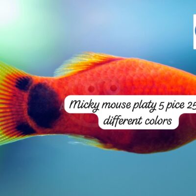 Micky mouse and mix platy each