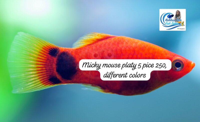 Micky mouse and mix platy each