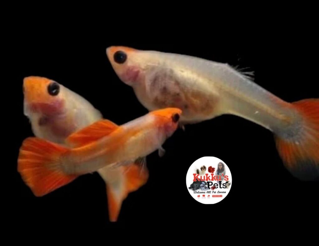 See Through Koi - Glass belly Koi semi adult guppy pair