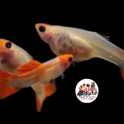 See Through Koi - Glass belly Koi semi adult guppy pair