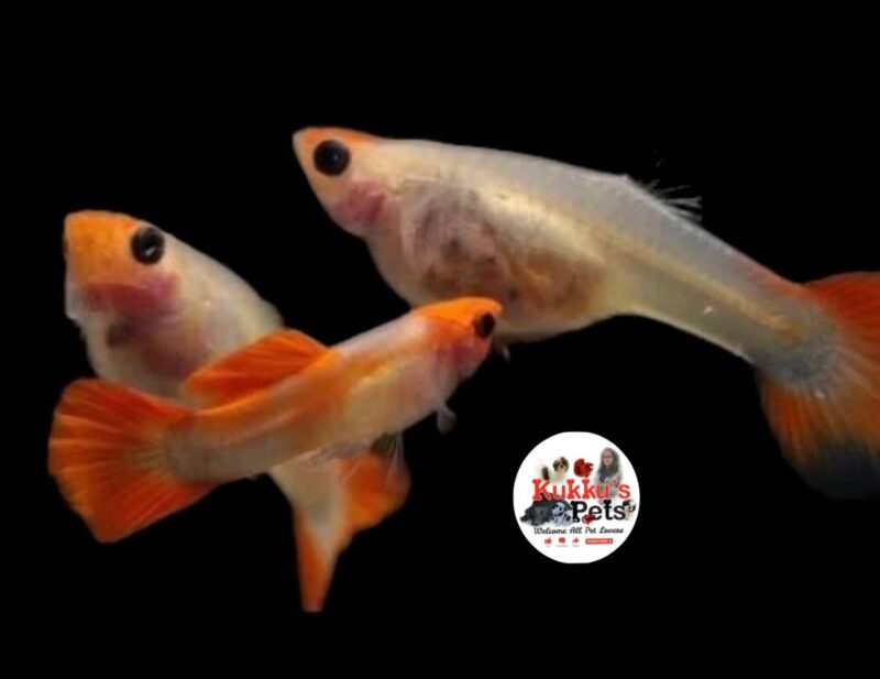 See Through Koi - Glass belly Koi semi adult guppy pair