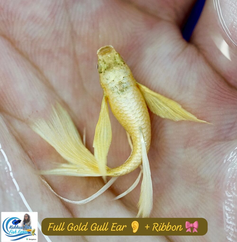 Full gold ribbon 🎀 + Gull ear guppy