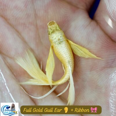 Full gold ribbon π + Gull ear guppy