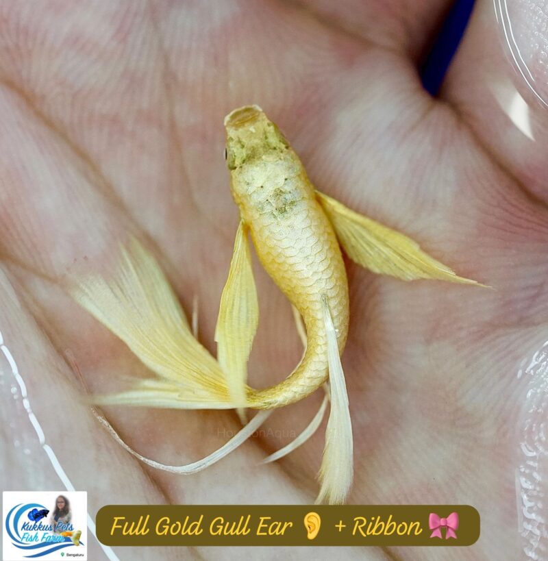 Full gold ribbon 🎀 + Gull ear guppy