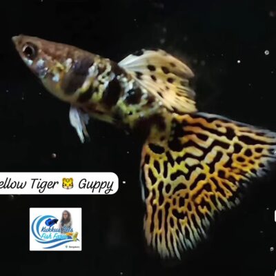 Yellow tiger π― guppy pair