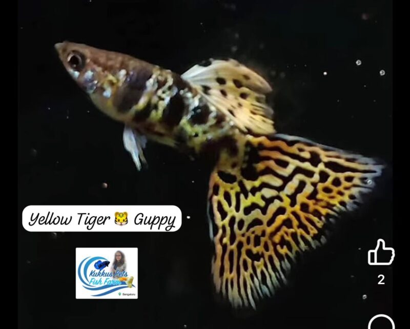 Yellow tiger 🐯 guppy pair