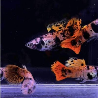 Red Tiger π
Guppy pair