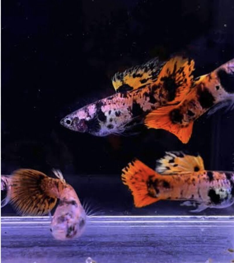 Red Tiger 🐅 Guppy pair