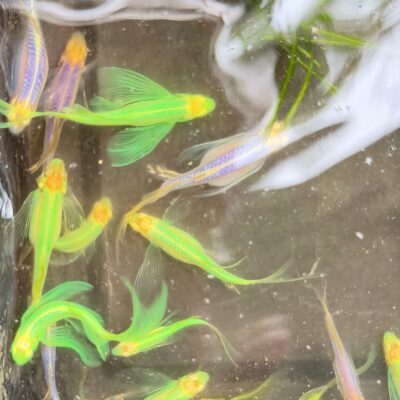 Veltail zebra green each piece
