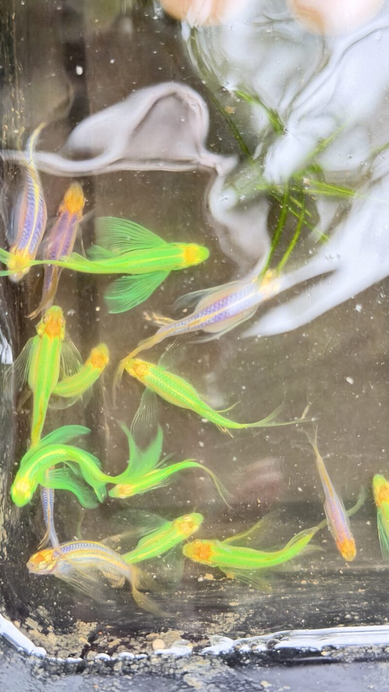 Veltail zebra green each piece