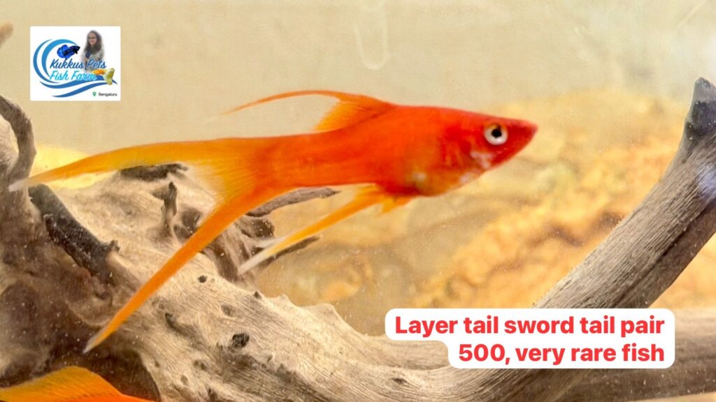 Layer Tail Sword Tail very Rare fish