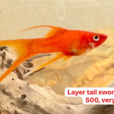 Layer Tail Sword Tail very Rare fish