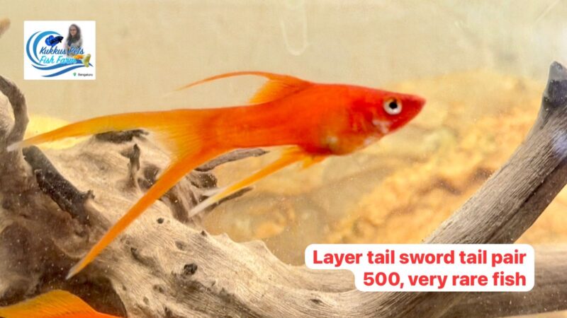 Layer Tail Sword Tail very Rare fish