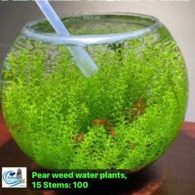 Pearl weed water plant in Bangalore (15 streams)
