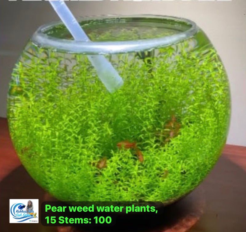 Pearl weed water plant in Bangalore (15 streams)