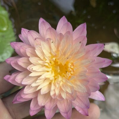 Water Lilly Exotic color flowering plant available in Bangalore