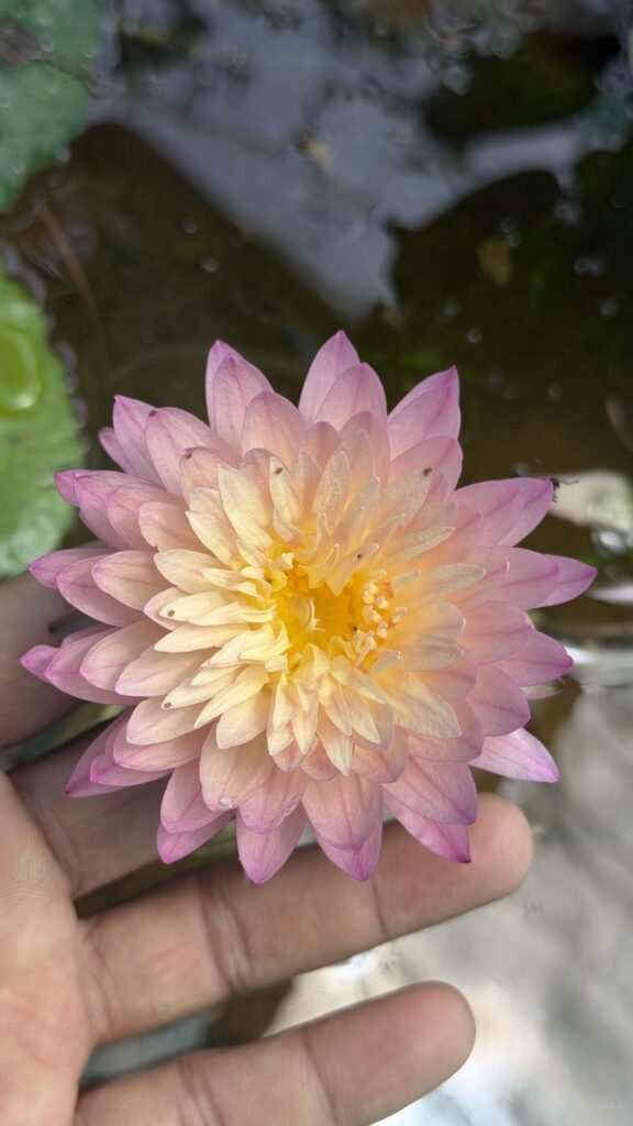 Water Lilly Exotic color flowering plant available in Bangalore