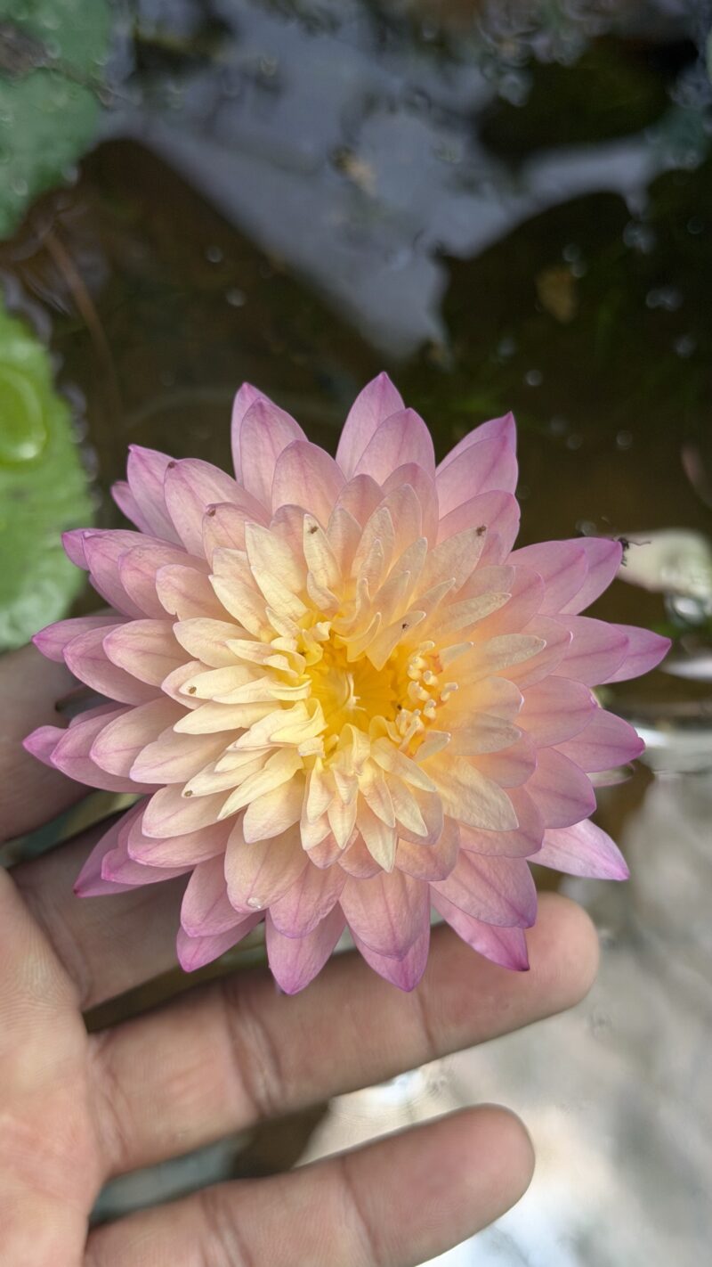 Water Lilly Exotic color flowering plant available in Bangalore