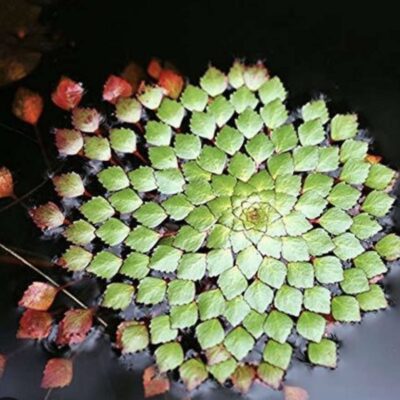 Water Mosaic (Ludwigia sedioides) available in Bangalore (2 steams)