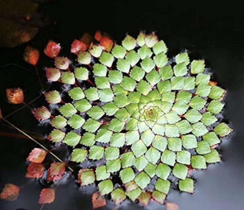 Water Mosaic (Ludwigia sedioides) available in Bangalore (2 steams)