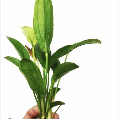 Echinodorus Argentinensis/ Dollar banana plantย (2 plant)