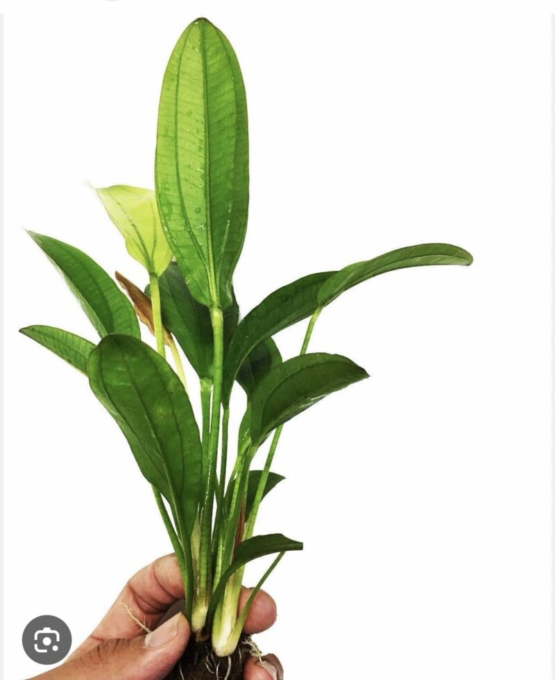 Echinodorus Argentinensis/ Dollar banana plant (2 plant)