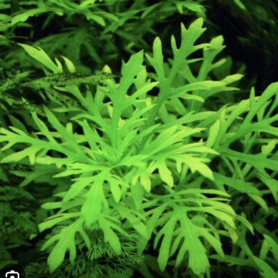 Water Wisteria (Hygrophila difformisa) 3 steams