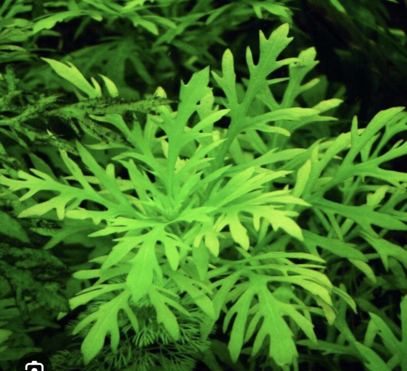Water Wisteria (Hygrophila difformisa) 3 steams