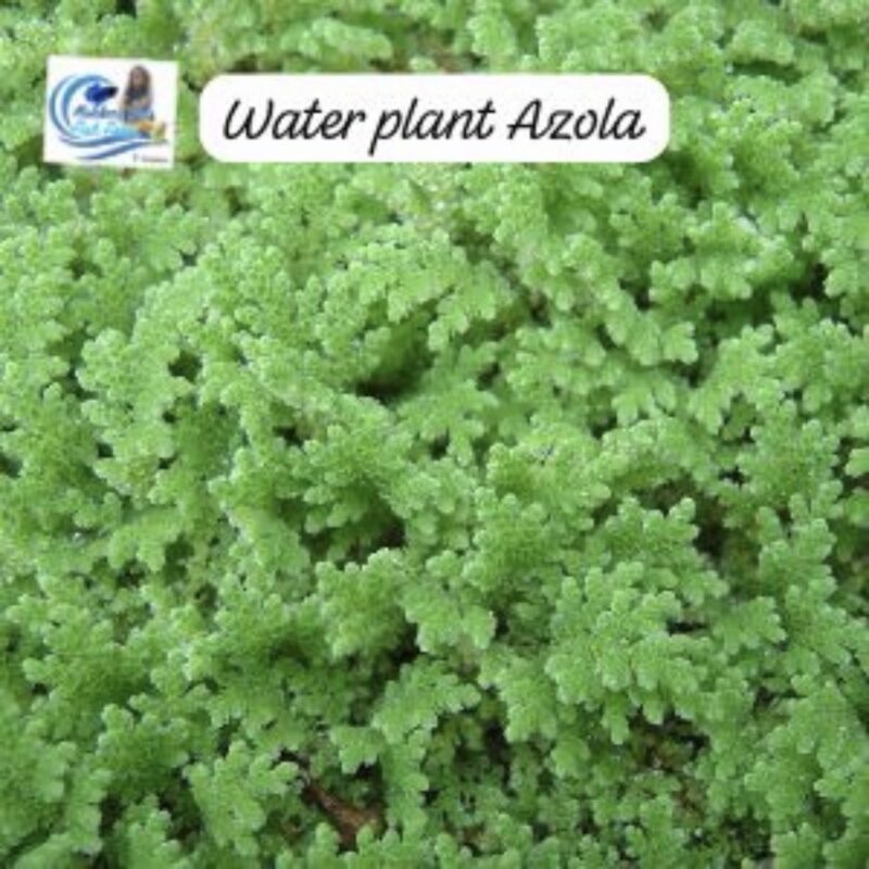 Azola water plants available in Bangalore 15 to 20 plants