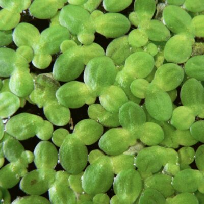 Duckweed floating water plant available bangalore (20 to 30 plants )