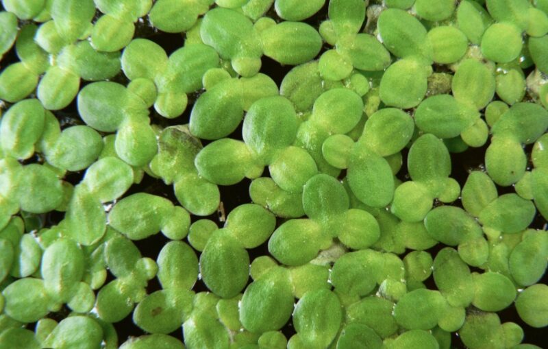 Duckweed floating water plant available bangalore (20 to 30 plants )