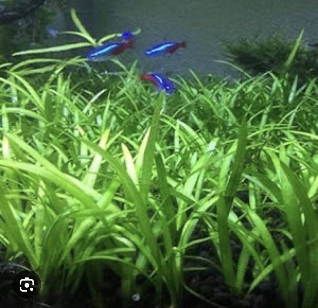 Dwarf Sagittaria Subulata Live Aquarium Plants in Bangalore (5 plants )