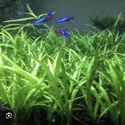 Dwarf Sagittaria Subulata Live Aquarium Plants in Bangalore (5 plants )