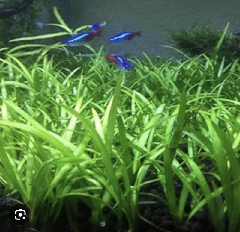 Dwarf Sagittaria Subulata Live Aquarium Plants in Bangalore (5 plants )