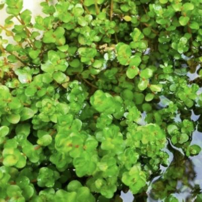 Rotala Rotundifolia Red 10 steams