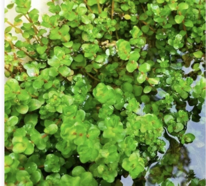 Rotala Rotundifolia Red 10 steams