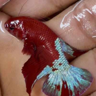 Hellboy good Adult breeder male