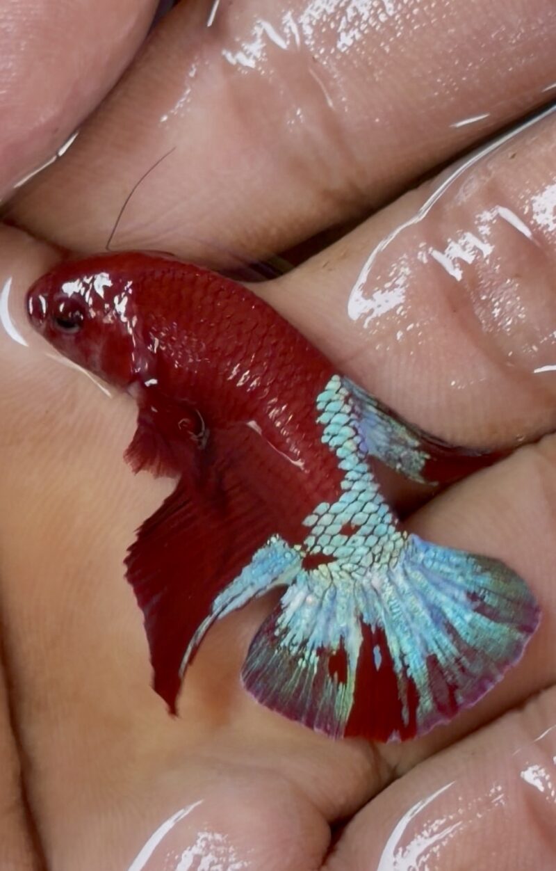 Hellboy good Adult breeder male