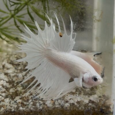 Platinum White crowntail premium betta pair
