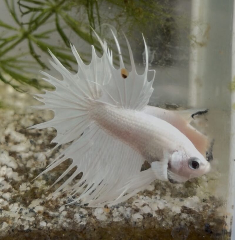 Platinum White crowntail premium betta pair