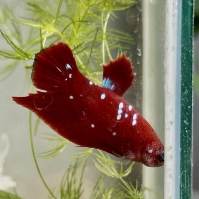 RGG Red Gold Galaxy premium Betta fish pair