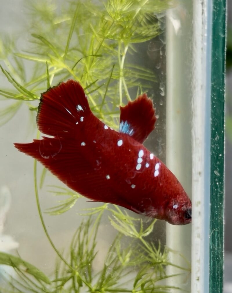 RGG Red Gold Galaxy premium Betta fish pair