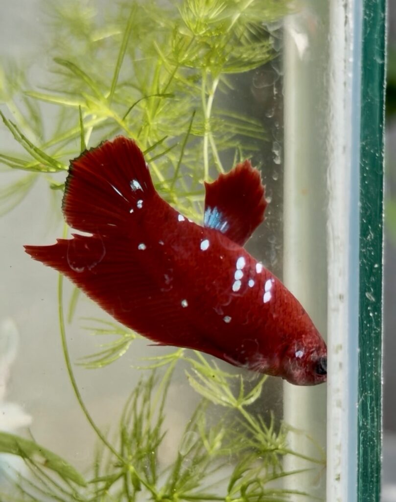 RGG Red Gold Galaxy premium Betta fish pair