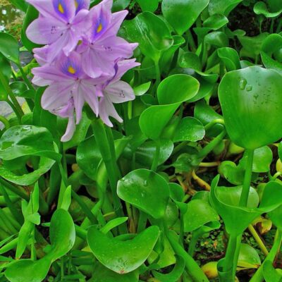 Water hyacinth