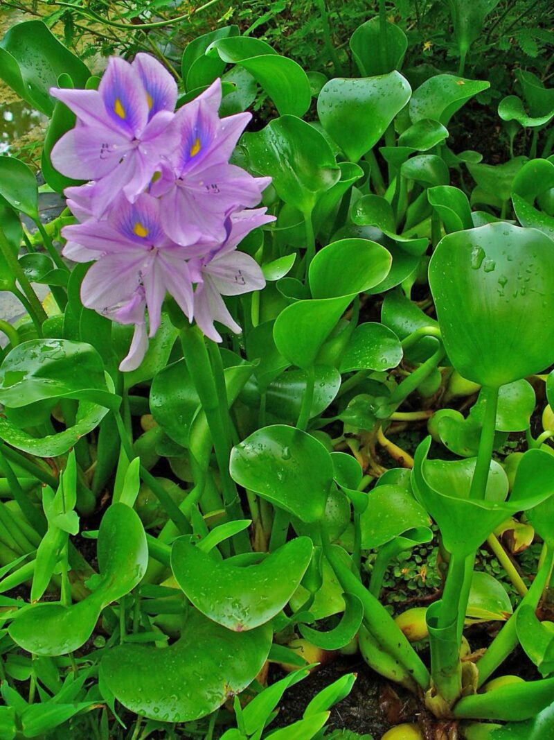 Water hyacinth