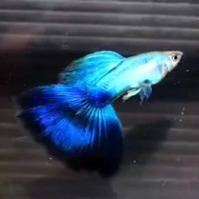 Japan Blue Tail exotic Guppy in Bangalore