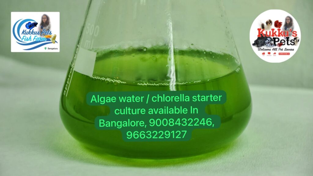 Algae green water starter culture available In Bangalore, Chlorella green water starter culture in Bangalore
